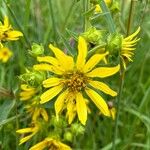 Silphium integrifolium ফুল