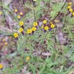 Tagetes multiflora Flor