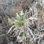 Carthamus arborescens Hoja