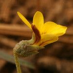 Viola purpurea Blomma