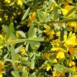 Genista lydia Hostoa
