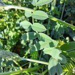 Onobrychis viciifolia Blatt