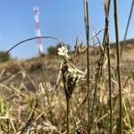 Commicarpus plumbagineus Blüte