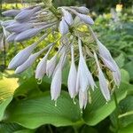 Hosta lancifolia Kwiat