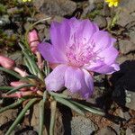 Lewisia rediviva Flower