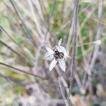 Catananche caerulea Fruit