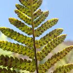 Arthropteris orientalis Leaf