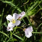 Cardamine crassifolia Flower