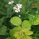 Rubus argutus Blatt