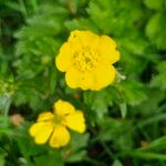 Ranunculus lanuginosusFlor