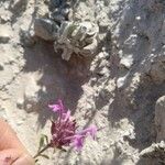 Thymus longiflorus Flower