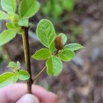 Lespedeza hirta Leaf