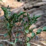 Hosackia crassifolia Blatt