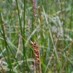 Carex panicea Кветка