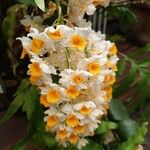 Dendrobium thyrsiflorum Flor