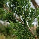 Juniperus virginiana Лист