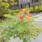 Caesalpinia pulcherrimaFlor