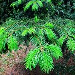 Picea morrisonicola ശീലം