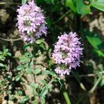 Thymus serpyllum 花