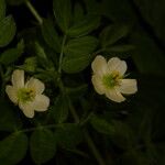 Kallstroemia pubescens Fiore