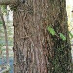 Metasequoia glyptostroboides 樹皮