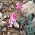 Dicentra peregrina 花