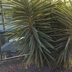 Yucca aloifolia Folha