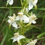 Platanthera chlorantha Цветок
