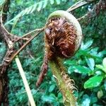 Cyathea arboreaপাতা