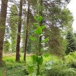 Cardiocrinum giganteum Hoja
