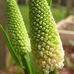 Chamaelirium luteum Fiore