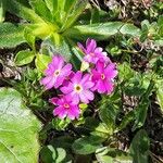 Primula farinosa Квітка