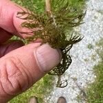 Myriophyllum verticillatum Frunză