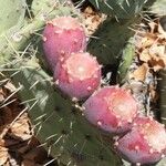 Opuntia phaeacantha Froito