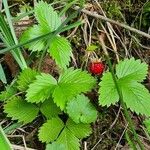 Fragaria vescaПлід