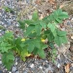 Rosa acicularis Leaf