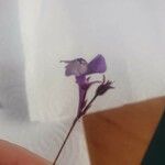 Linaria algarviana Flower