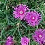 Delosperma cooperi Hábito