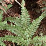 Polystichum ammifolium Frunză