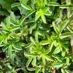 Acaena ovalifolia 葉