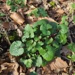 Alliaria petiolata Blad