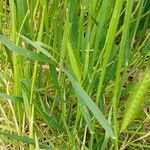 Hordeum murinum ഇല