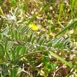 Vicia benghalensis Folha