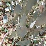 Eucalyptus polyanthemos Лист