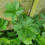 Potentilla anglica Hoja