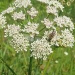 Oenanthe crocataFlower