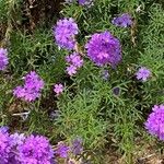 Verbena bipinnatifida Kvet