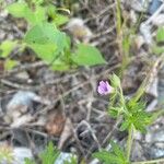 Geranium bicknellii Kwiat