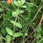 Lysimachia arvensis Frunză