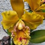 Cattleya wittigiana Λουλούδι